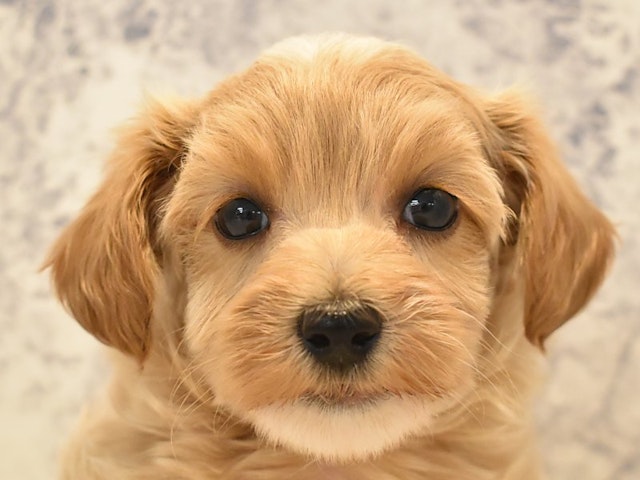 東京都のハーフ犬 (ペッツワン昭島店/2024年2月8日生まれ/女の子/アプリコットホワイト)の子犬